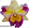 Rlc. Chaweewan Fancy